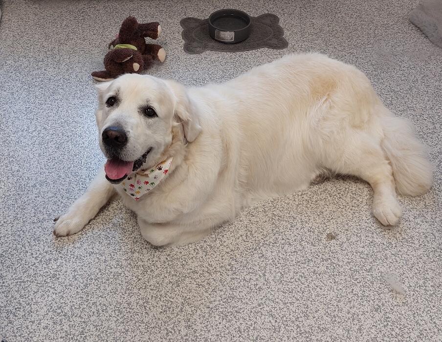 Bilder Frisch Felliebt Hundesalon