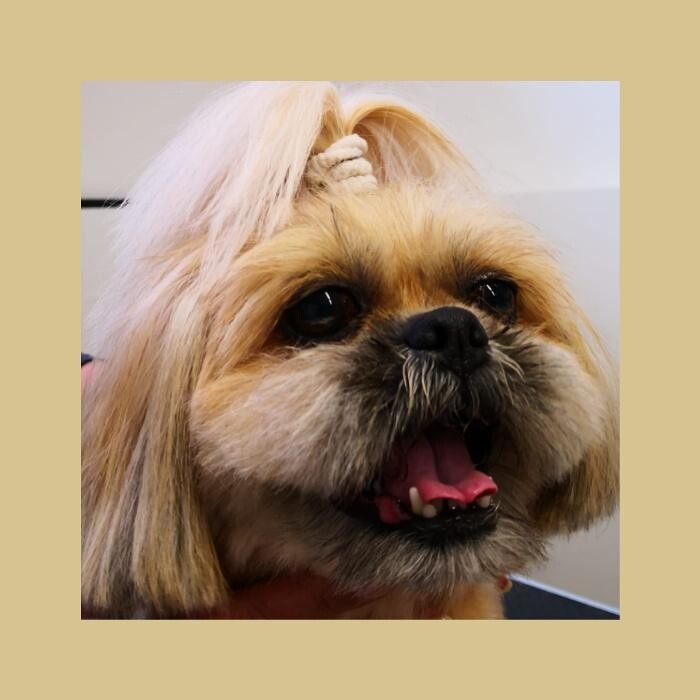 Bilder Frisch Felliebt Hundesalon