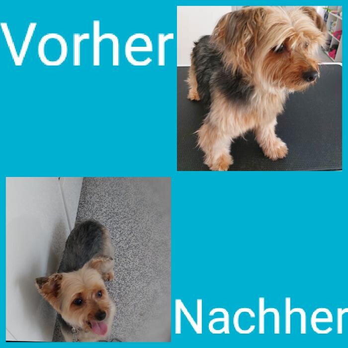Bilder Frisch Felliebt Hundesalon