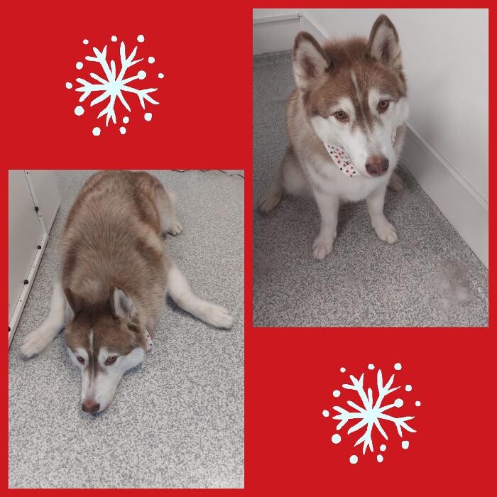 Bilder Frisch Felliebt Hundesalon