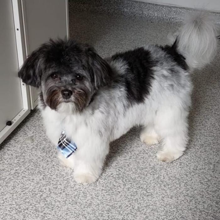 Bilder Frisch Felliebt Hundesalon