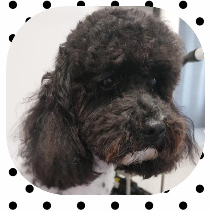 Bilder Frisch Felliebt Hundesalon