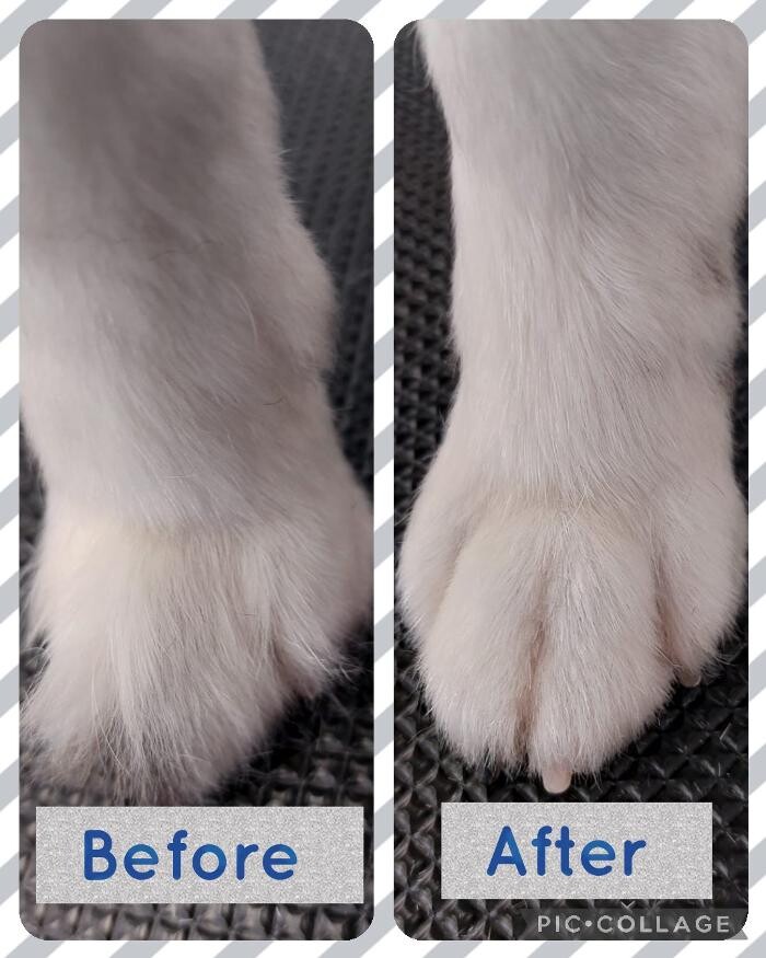 Bilder Frisch Felliebt Hundesalon