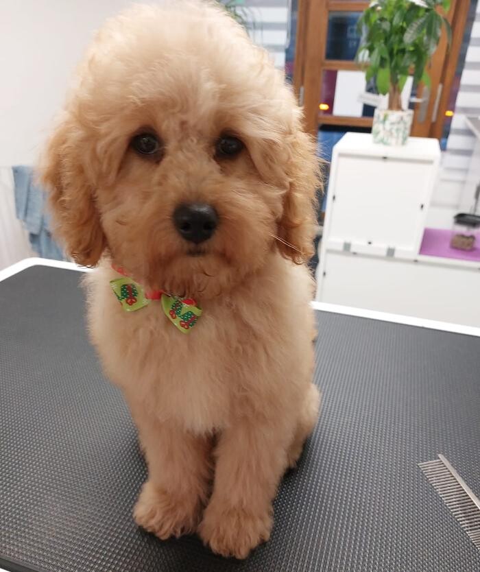 Bilder Frisch Felliebt Hundesalon