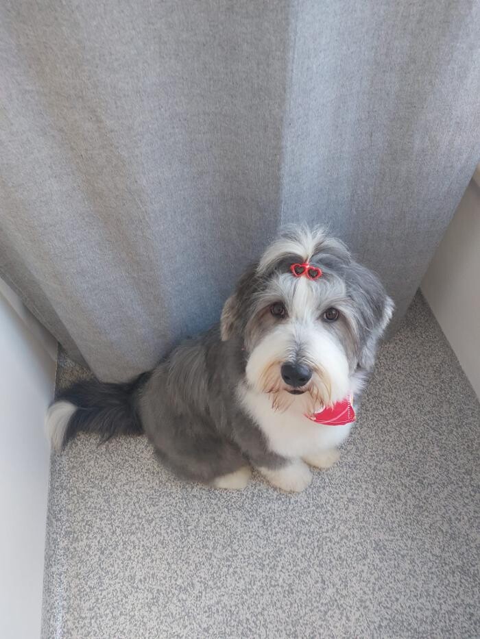 Bilder Frisch Felliebt Hundesalon
