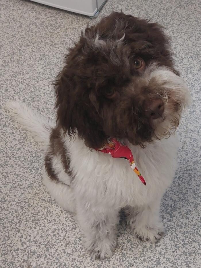 Bilder Frisch Felliebt Hundesalon