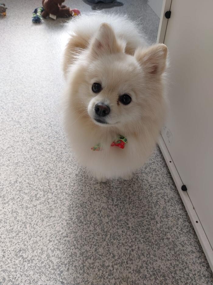 Bilder Frisch Felliebt Hundesalon
