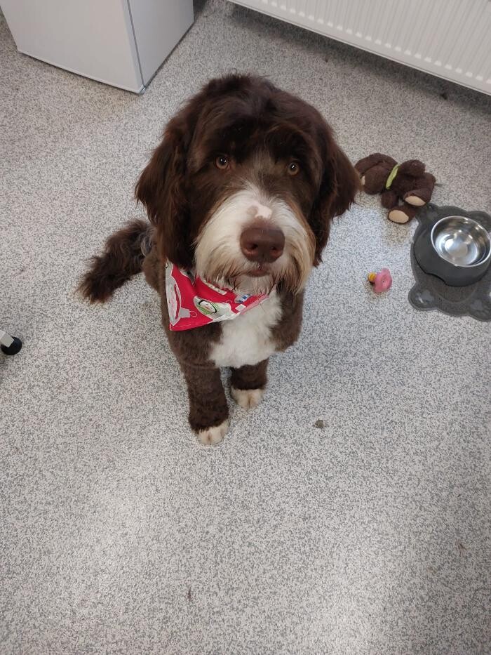Bilder Frisch Felliebt Hundesalon