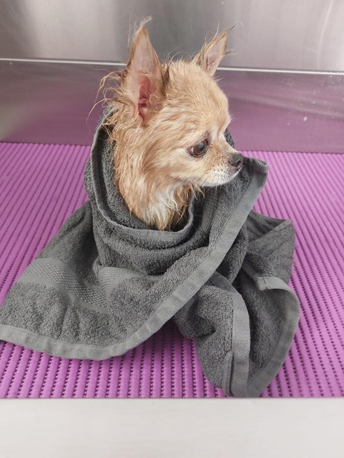 Bilder Frisch Felliebt Hundesalon
