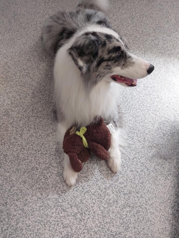 Bilder Frisch Felliebt Hundesalon
