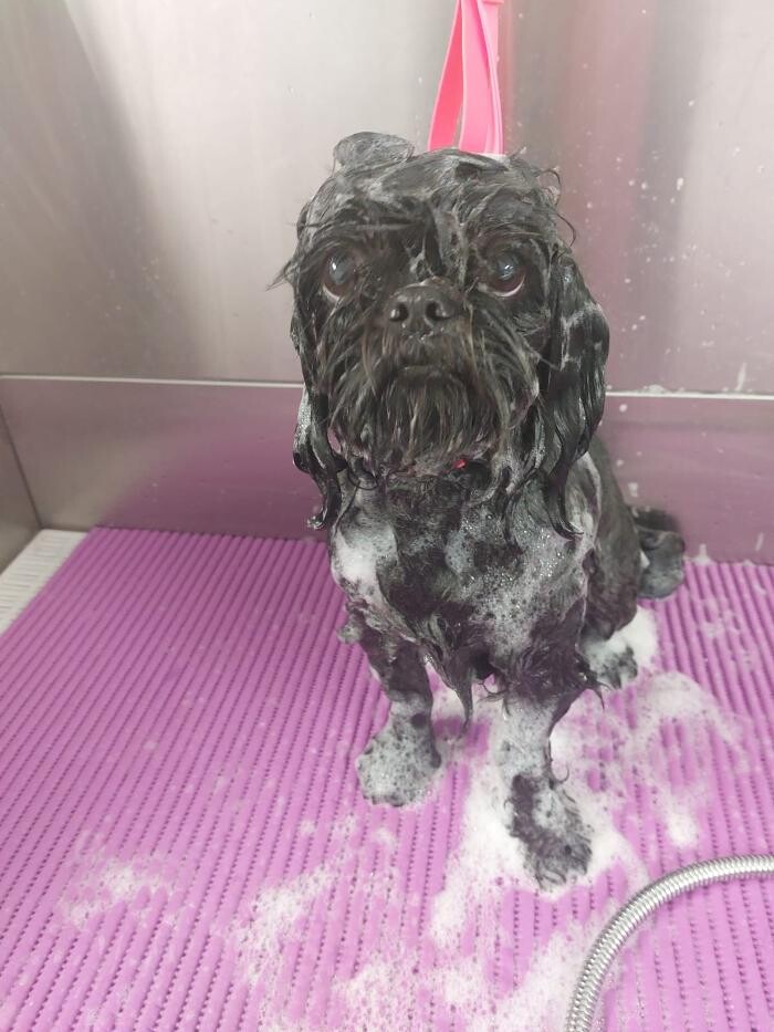 Bilder Frisch Felliebt Hundesalon