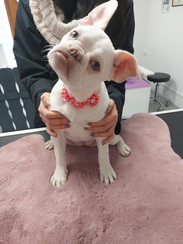 Bilder Frisch Felliebt Hundesalon