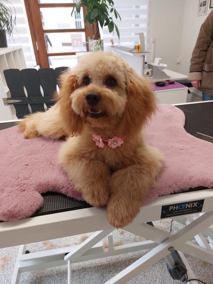 Bilder Frisch Felliebt Hundesalon