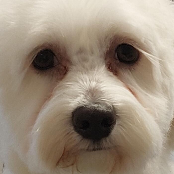 Bilder Frisch Felliebt Hundesalon