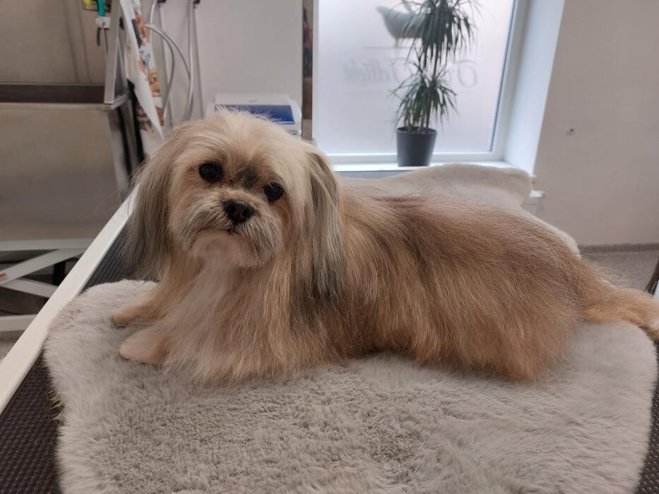 Bilder Frisch Felliebt Hundesalon