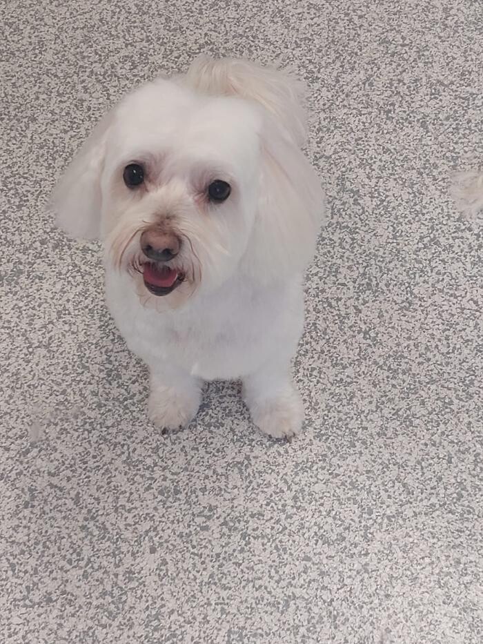 Bilder Frisch Felliebt Hundesalon