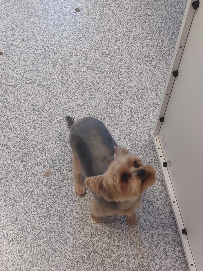 Bilder Frisch Felliebt Hundesalon