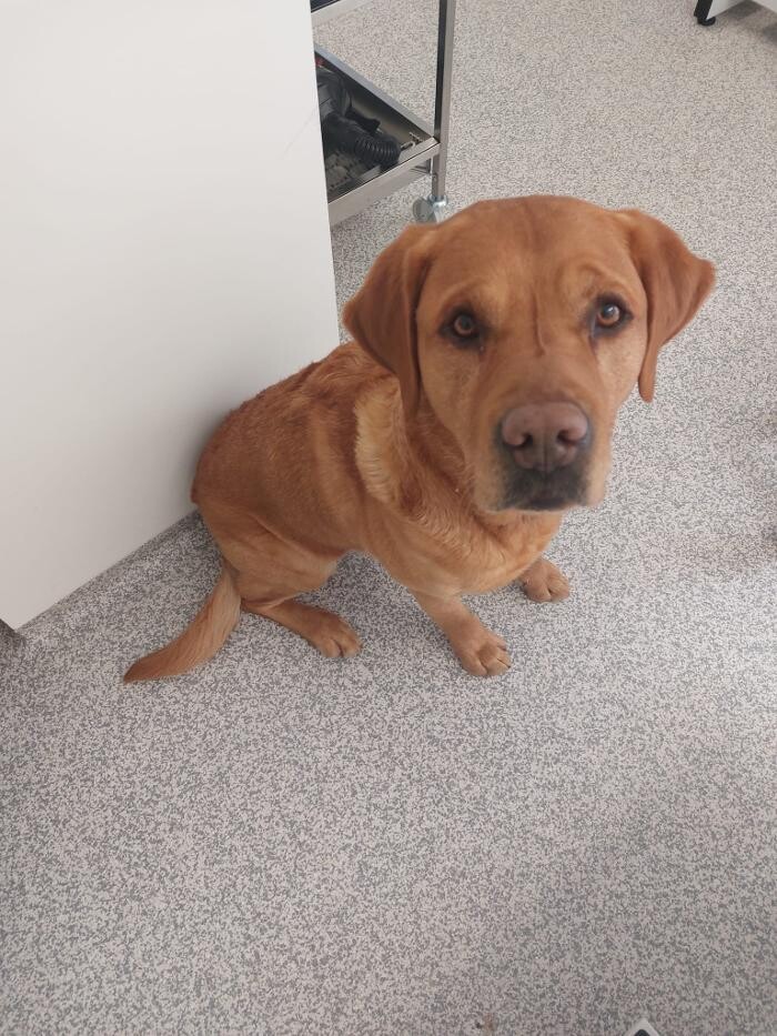 Bilder Frisch Felliebt Hundesalon