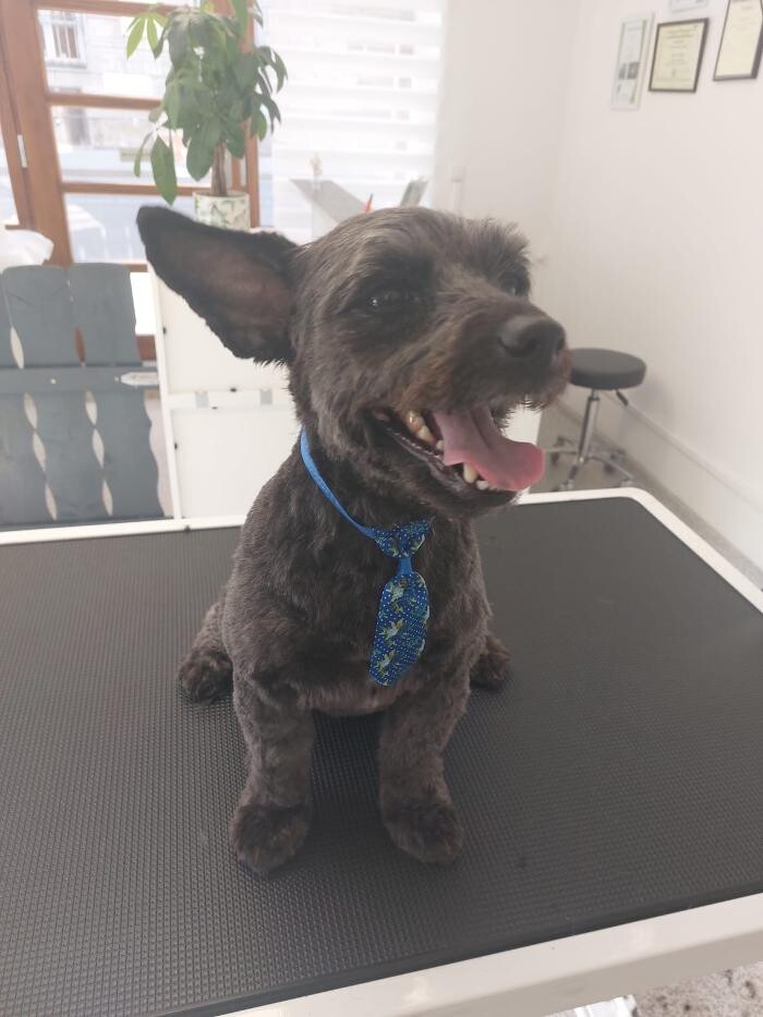 Bilder Frisch Felliebt Hundesalon