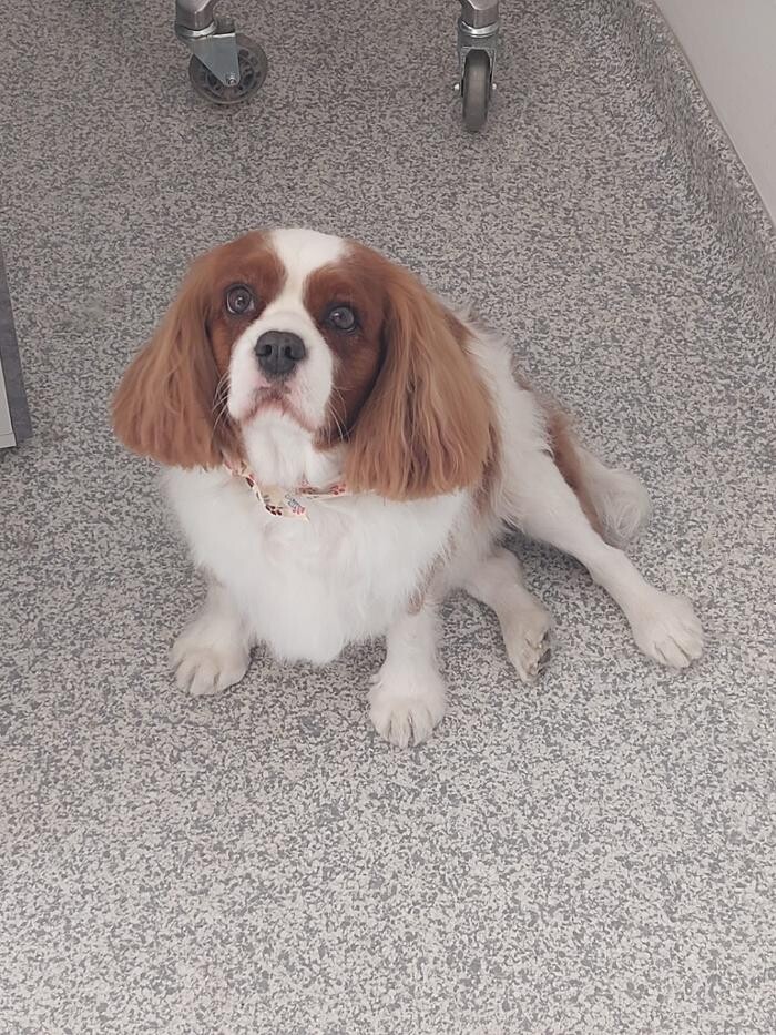 Bilder Frisch Felliebt Hundesalon