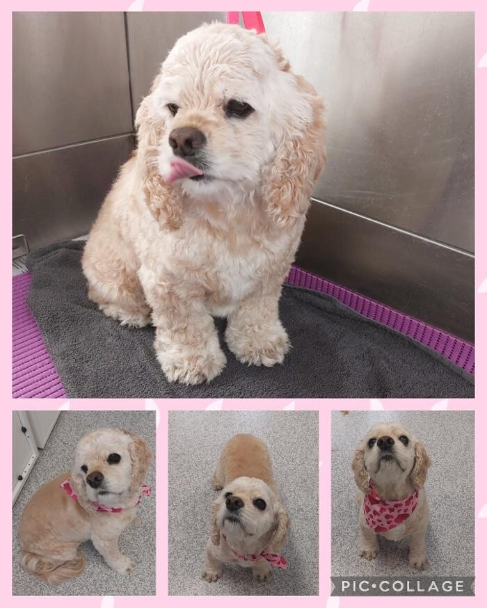 Bilder Frisch Felliebt Hundesalon