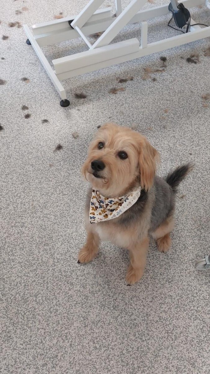 Bilder Frisch Felliebt Hundesalon