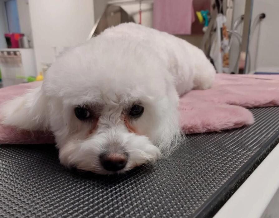 Bilder Frisch Felliebt Hundesalon