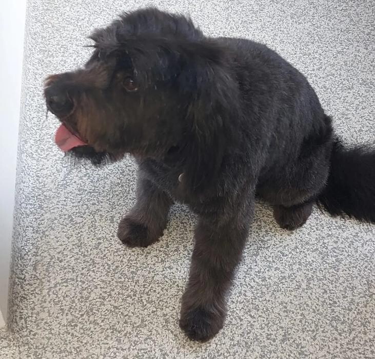 Bilder Frisch Felliebt Hundesalon