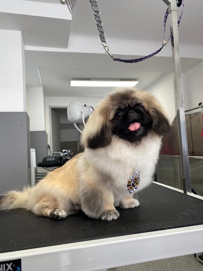 Bilder Frisch Felliebt Hundesalon