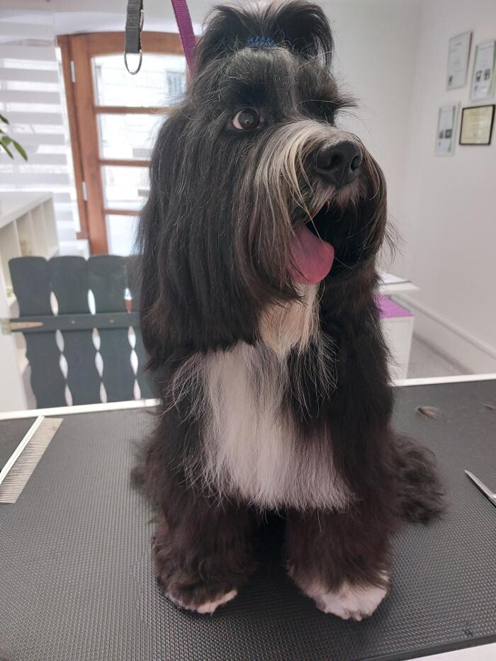 Bilder Frisch Felliebt Hundesalon