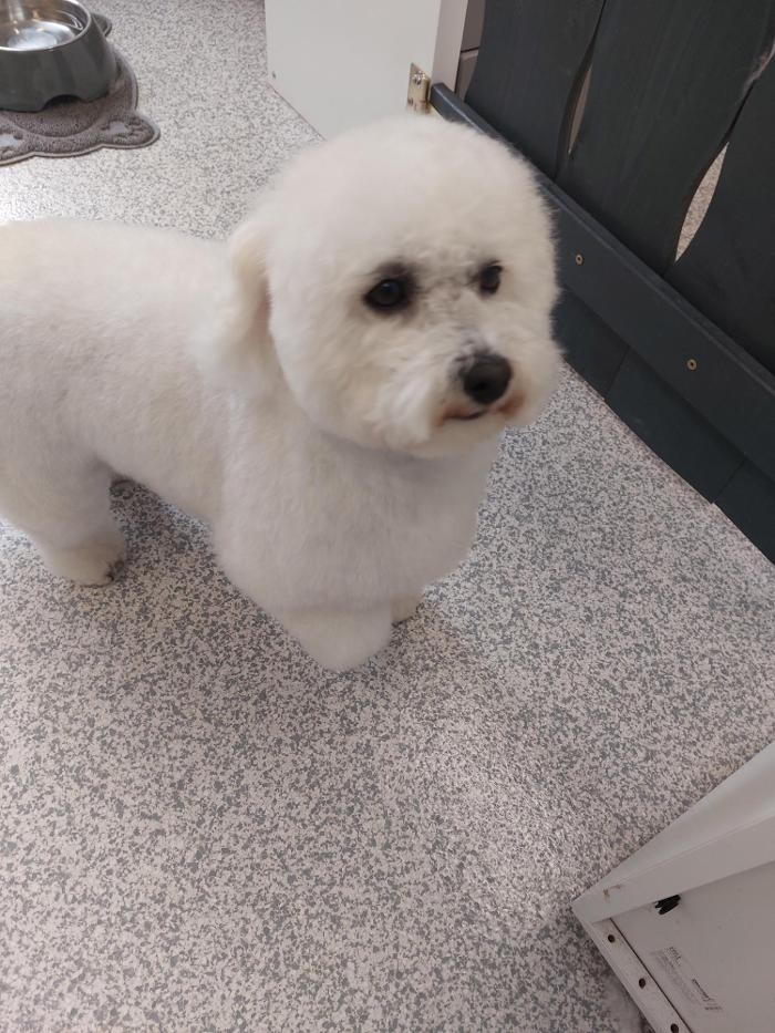 Bilder Frisch Felliebt Hundesalon