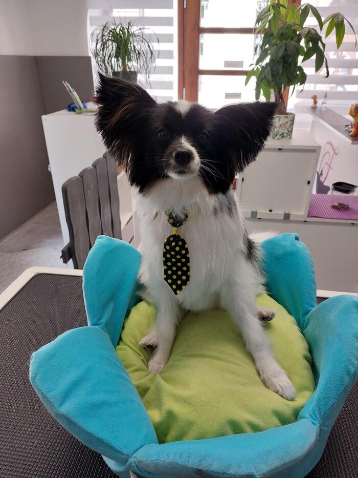 Bilder Frisch Felliebt Hundesalon