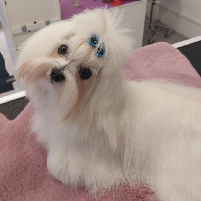 Bilder Frisch Felliebt Hundesalon