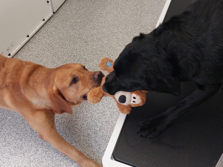 Bilder Frisch Felliebt Hundesalon