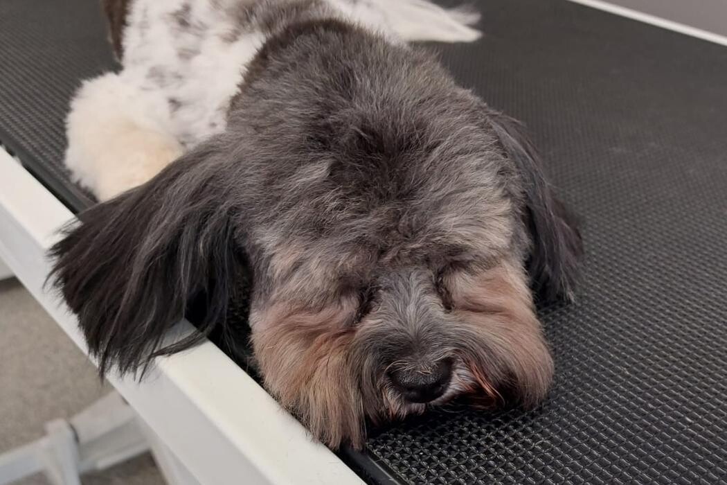 Bilder Frisch Felliebt Hundesalon
