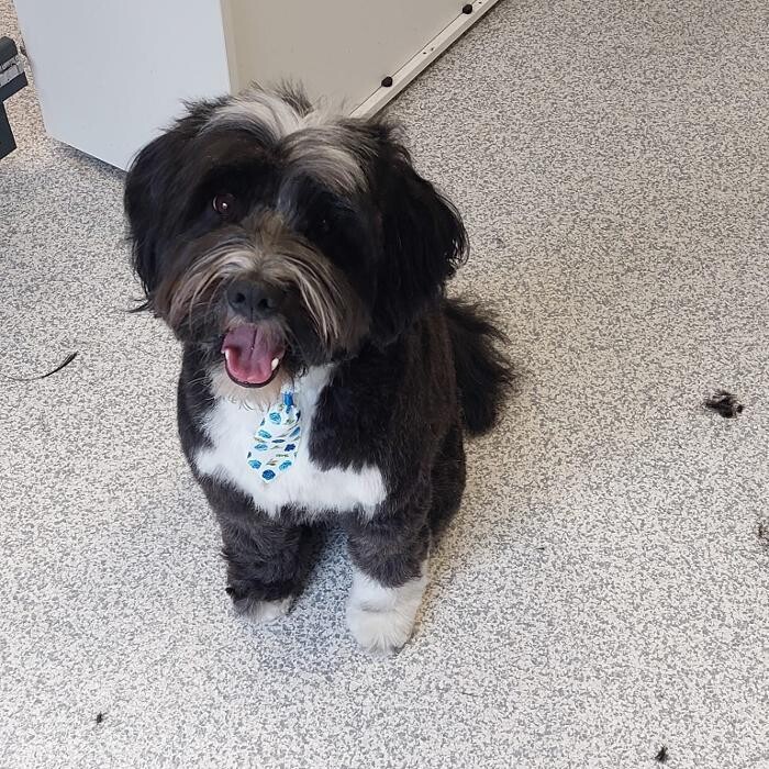 Bilder Frisch Felliebt Hundesalon