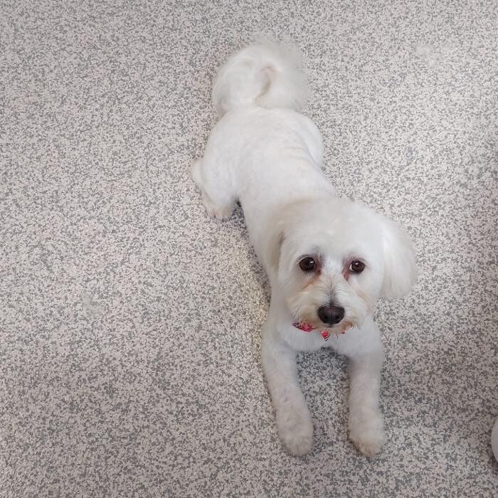 Bilder Frisch Felliebt Hundesalon