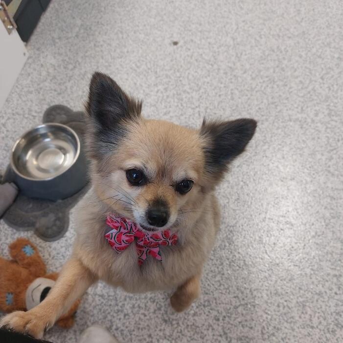 Bilder Frisch Felliebt Hundesalon