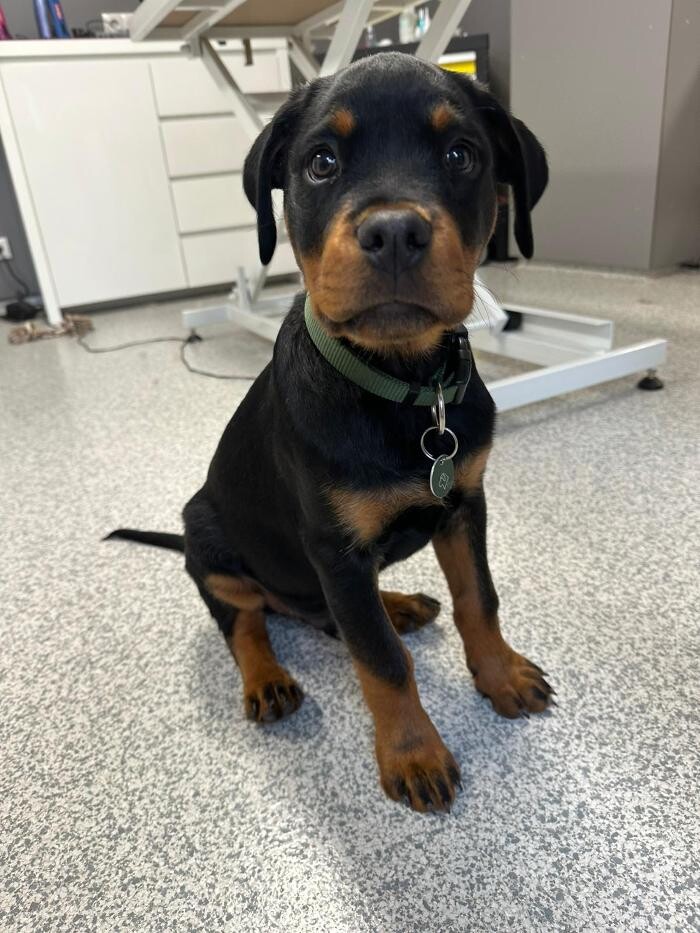 Bilder Frisch Felliebt Hundesalon