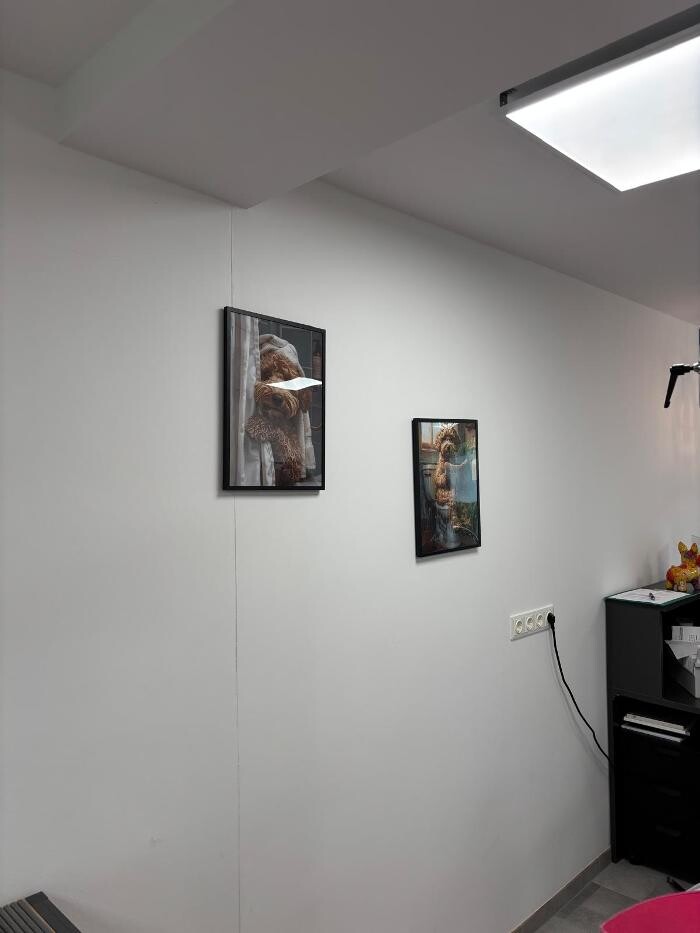 Bilder Frisch Felliebt Hundesalon