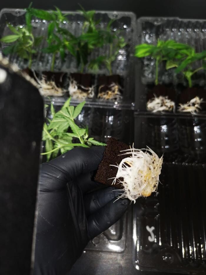 Bilder Healthy-Plant Gesünder Leben Pannhartek