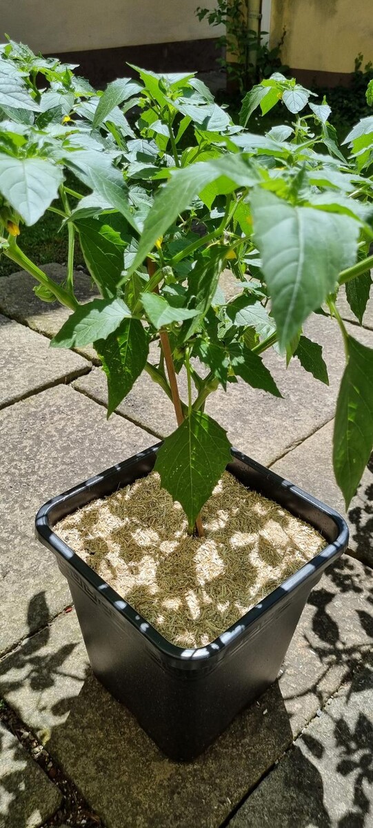 Bilder Healthy-Plant Gesünder Leben Pannhartek