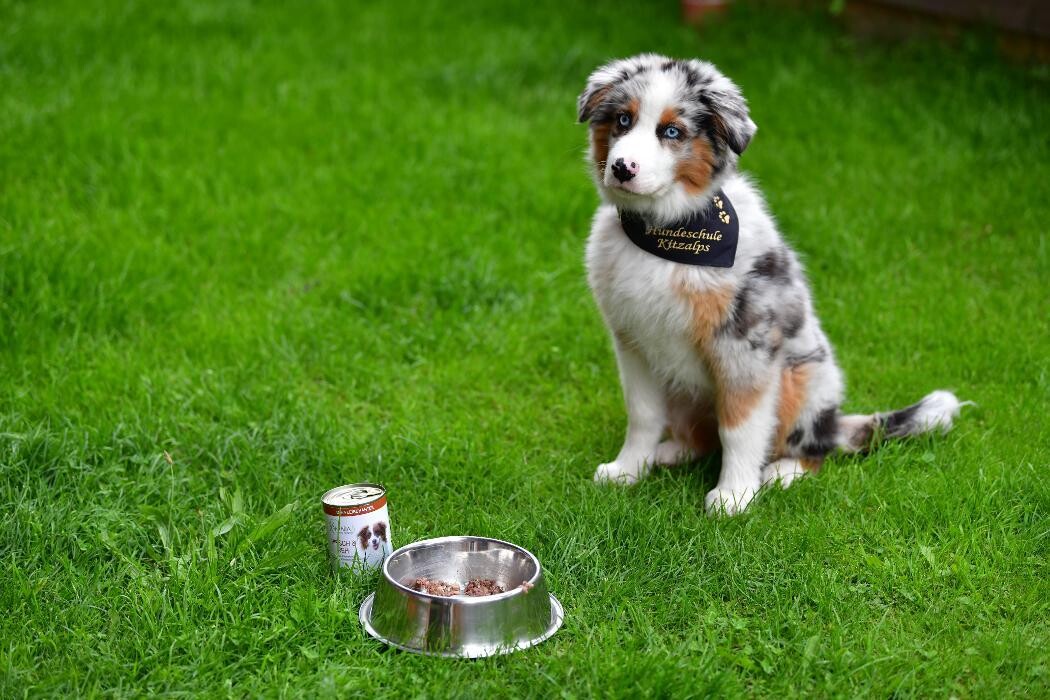 Bilder Hundeschule Kitzalps