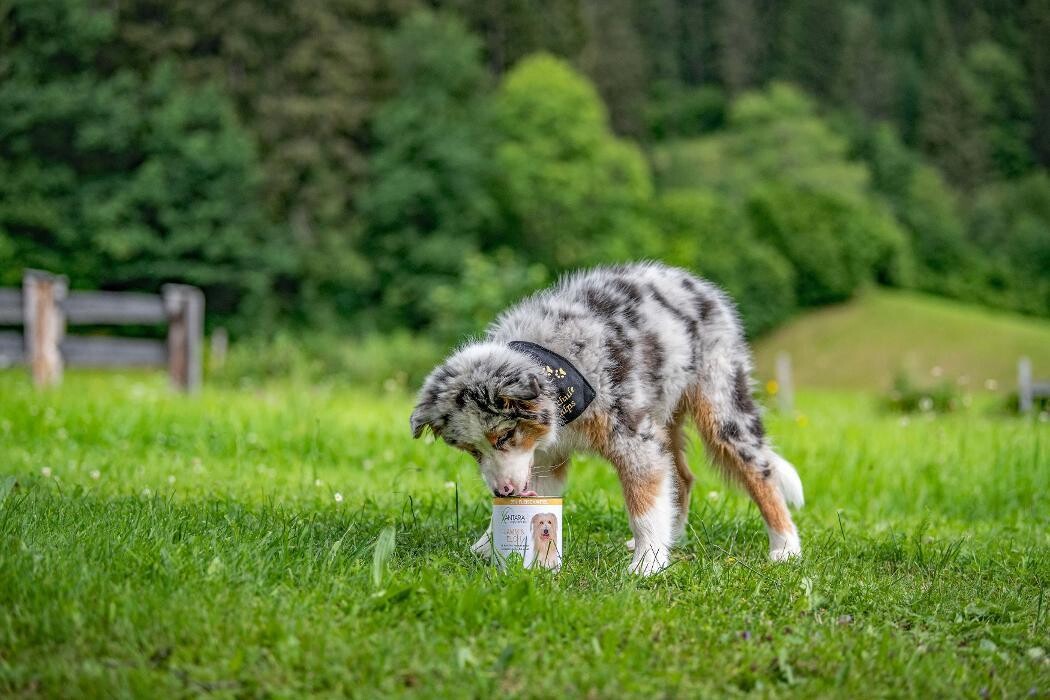 Bilder Hundeschule Kitzalps