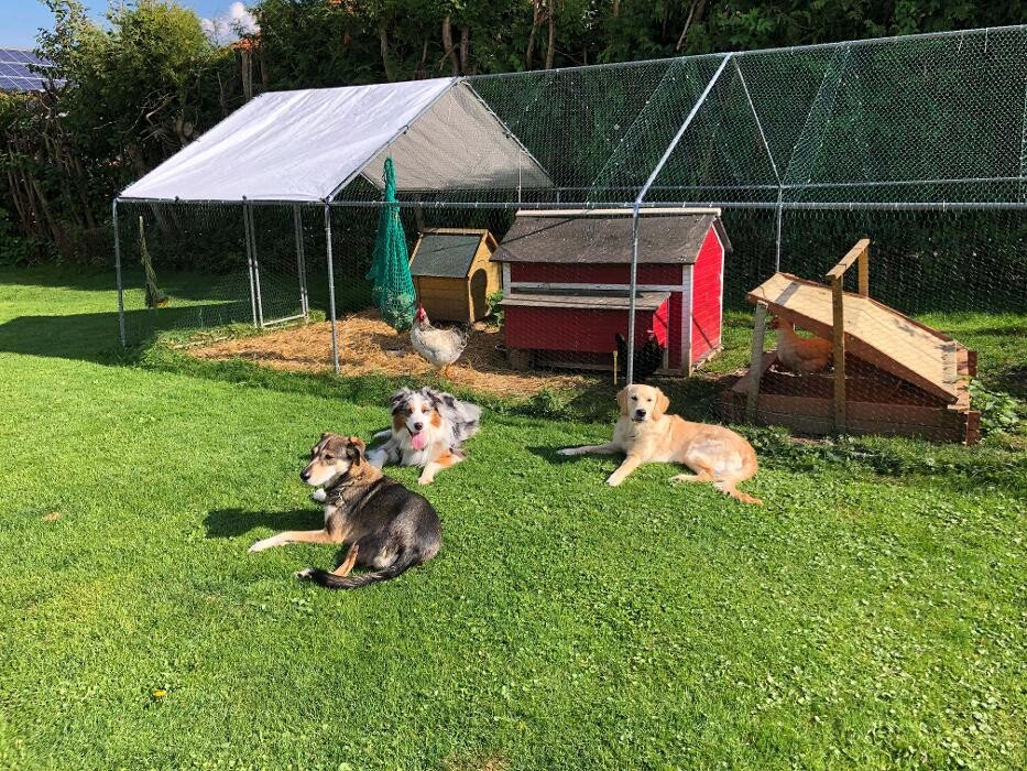 Bilder Hundeschule Kitzalps