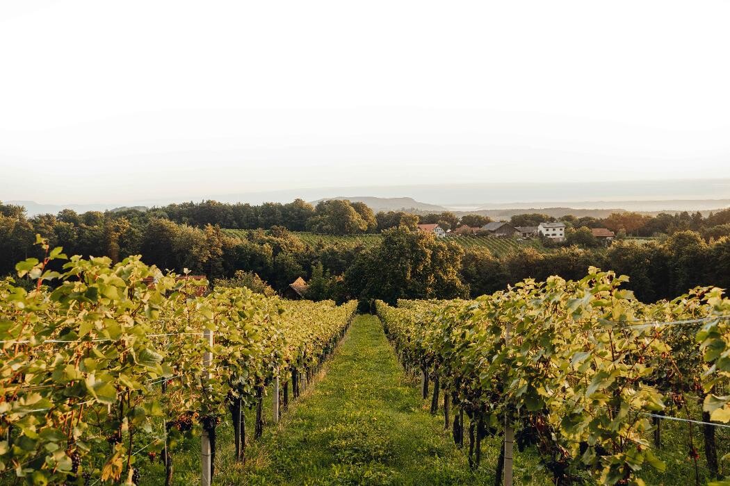 Bilder Weingut Buschenschank Pichler-Schober