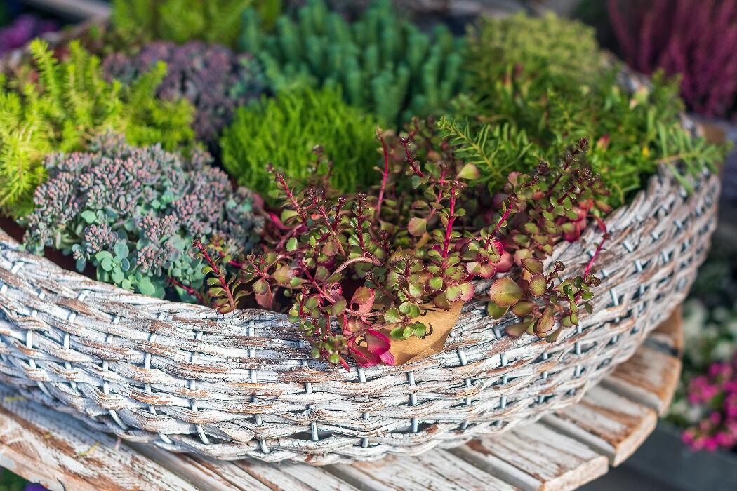 Bilder Blumenhaus Gauper Graz