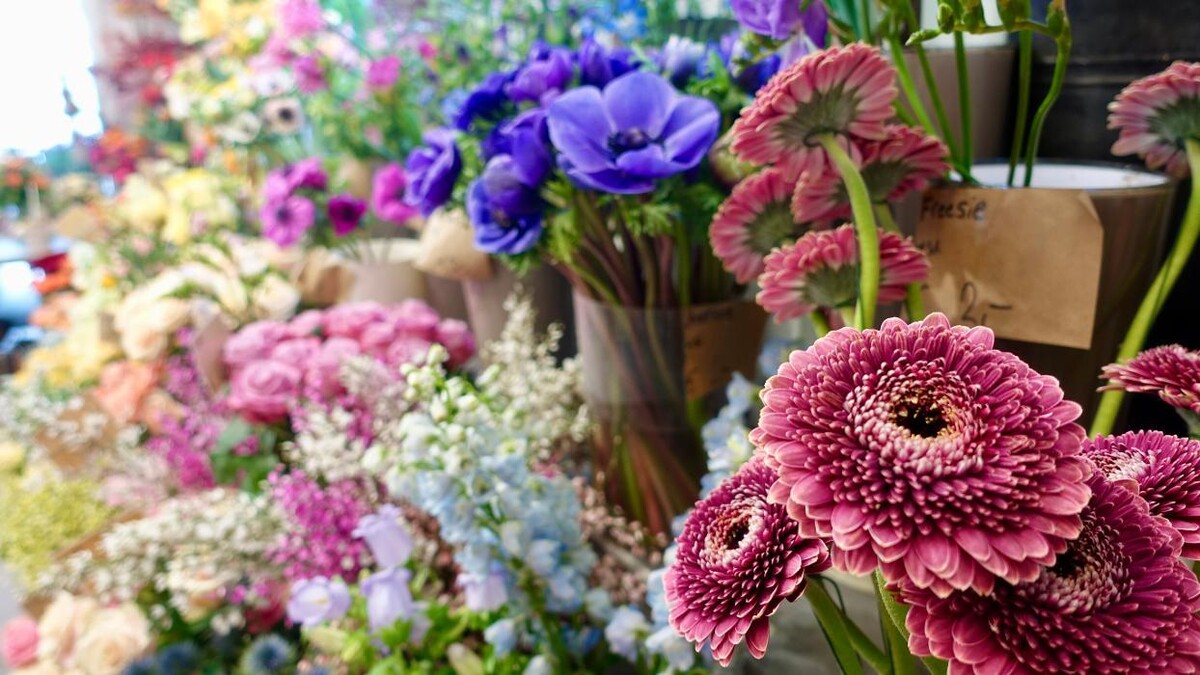 Bilder Blumenhaus Gauper Graz