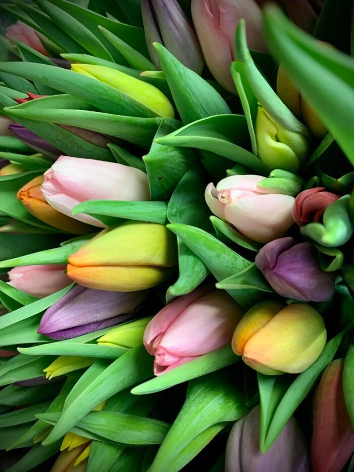 Bilder Blumenhaus Gauper Graz