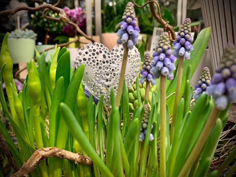 Bilder Blumenhaus Gauper Graz